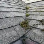 Home Moss growth on roof causing risk of ice damming, water intrusion, and premature roof damage